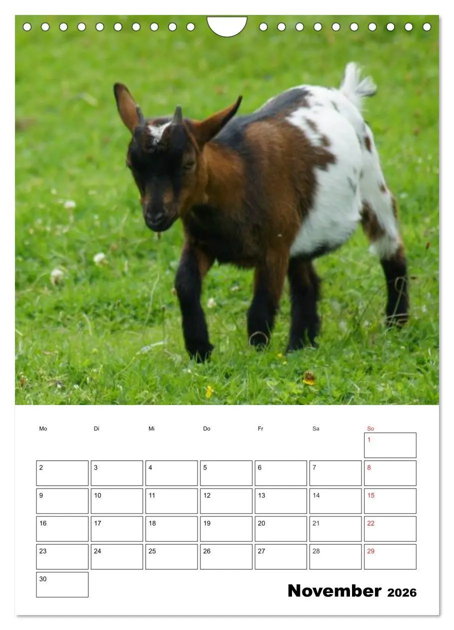 Bild: 9783516432701 | Ziegen Terminplaner (Wandkalender 2026 DIN A4 hoch), CALVENDO...