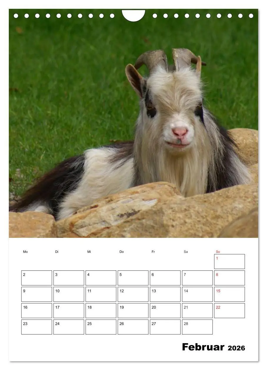 Bild: 9783516432701 | Ziegen Terminplaner (Wandkalender 2026 DIN A4 hoch), CALVENDO...