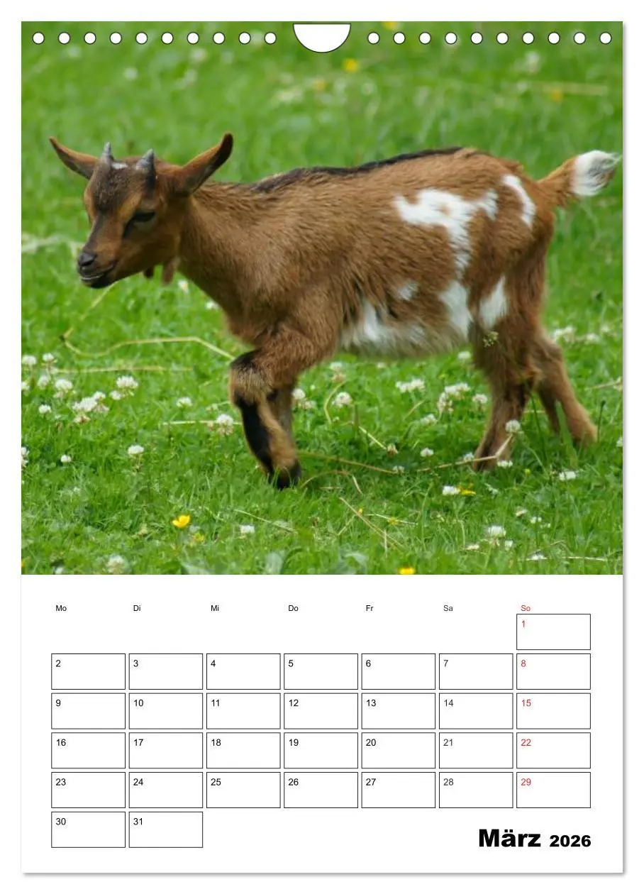 Bild: 9783516432701 | Ziegen Terminplaner (Wandkalender 2026 DIN A4 hoch), CALVENDO...