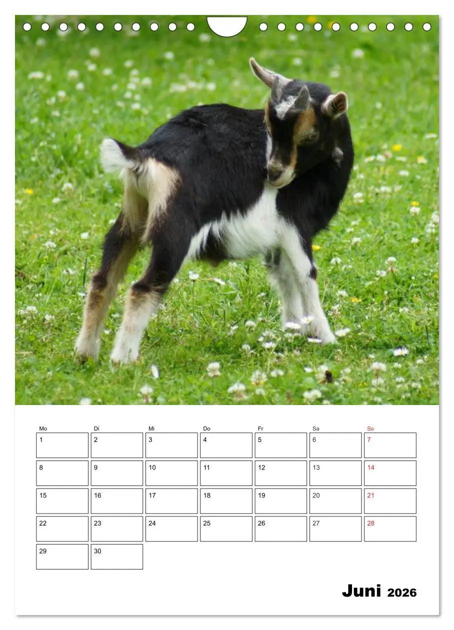 Bild: 9783516432701 | Ziegen Terminplaner (Wandkalender 2026 DIN A4 hoch), CALVENDO...