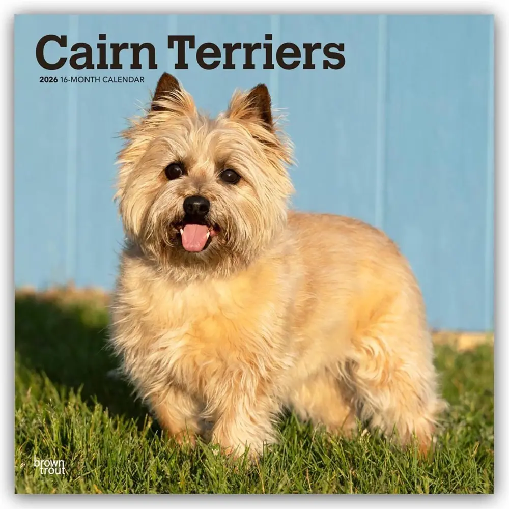 Cover: 9798330702701 | Cairn Terriers 2026 - 16-Monatskalender | BrownTrout Publishers Inc