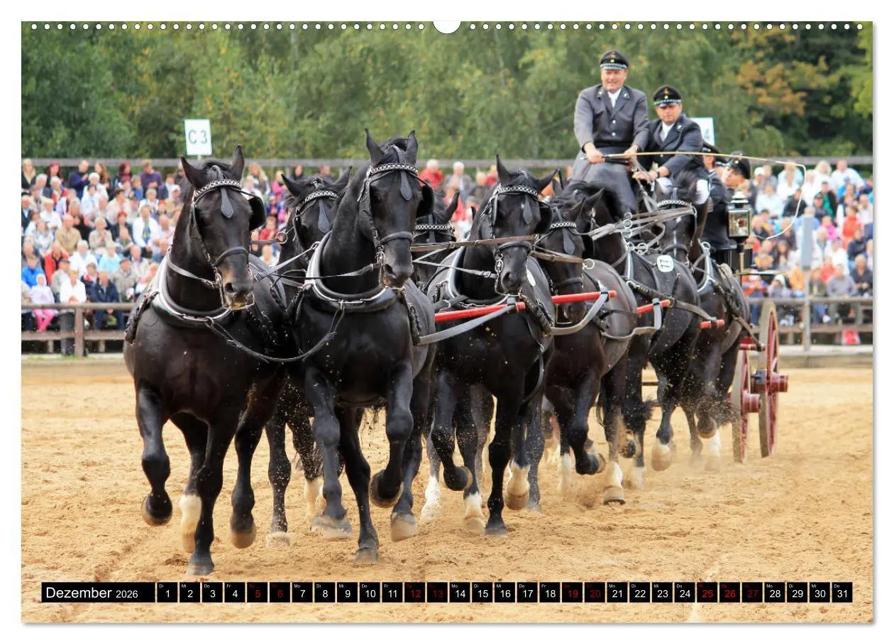 Bild: 9783457872901 | Schwere Warmblüter 2026 (Wandkalender 2026 DIN A2 quer), CALVENDO...