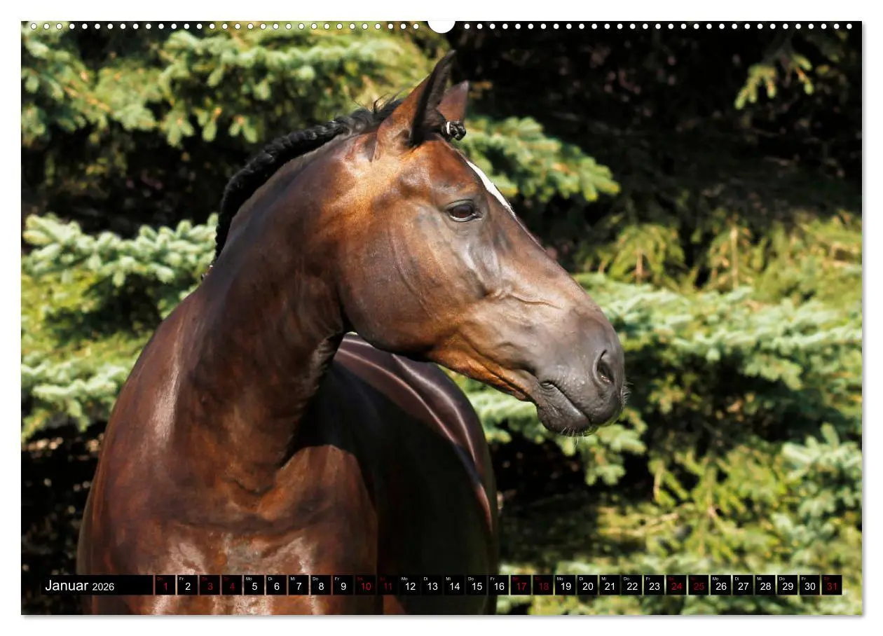Bild: 9783457872901 | Schwere Warmblüter 2026 (Wandkalender 2026 DIN A2 quer), CALVENDO...