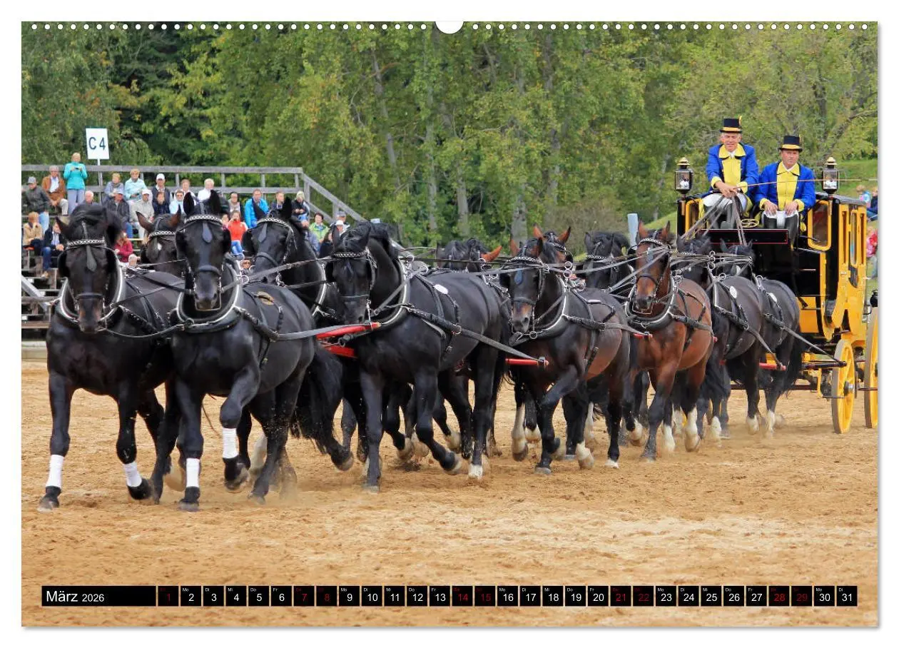 Bild: 9783457872901 | Schwere Warmblüter 2026 (Wandkalender 2026 DIN A2 quer), CALVENDO...
