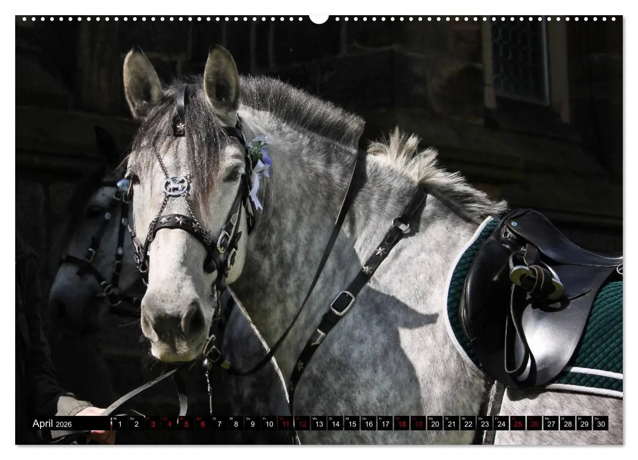 Bild: 9783457872901 | Schwere Warmblüter 2026 (Wandkalender 2026 DIN A2 quer), CALVENDO...