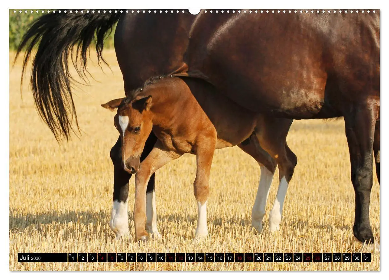 Bild: 9783457872901 | Schwere Warmblüter 2026 (Wandkalender 2026 DIN A2 quer), CALVENDO...