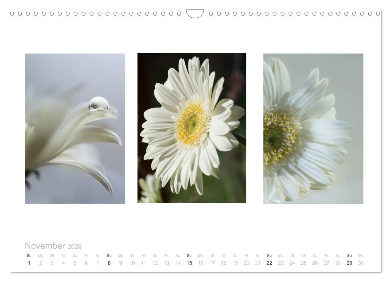 Bild: 9783516102901 | Blumen Trilogien (Wandkalender 2026 DIN A3 quer), CALVENDO...