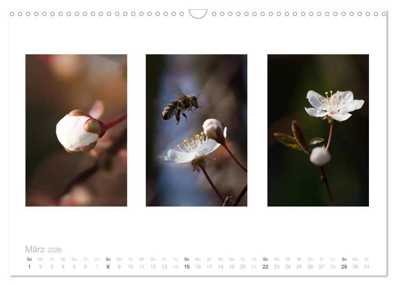 Bild: 9783516102901 | Blumen Trilogien (Wandkalender 2026 DIN A3 quer), CALVENDO...