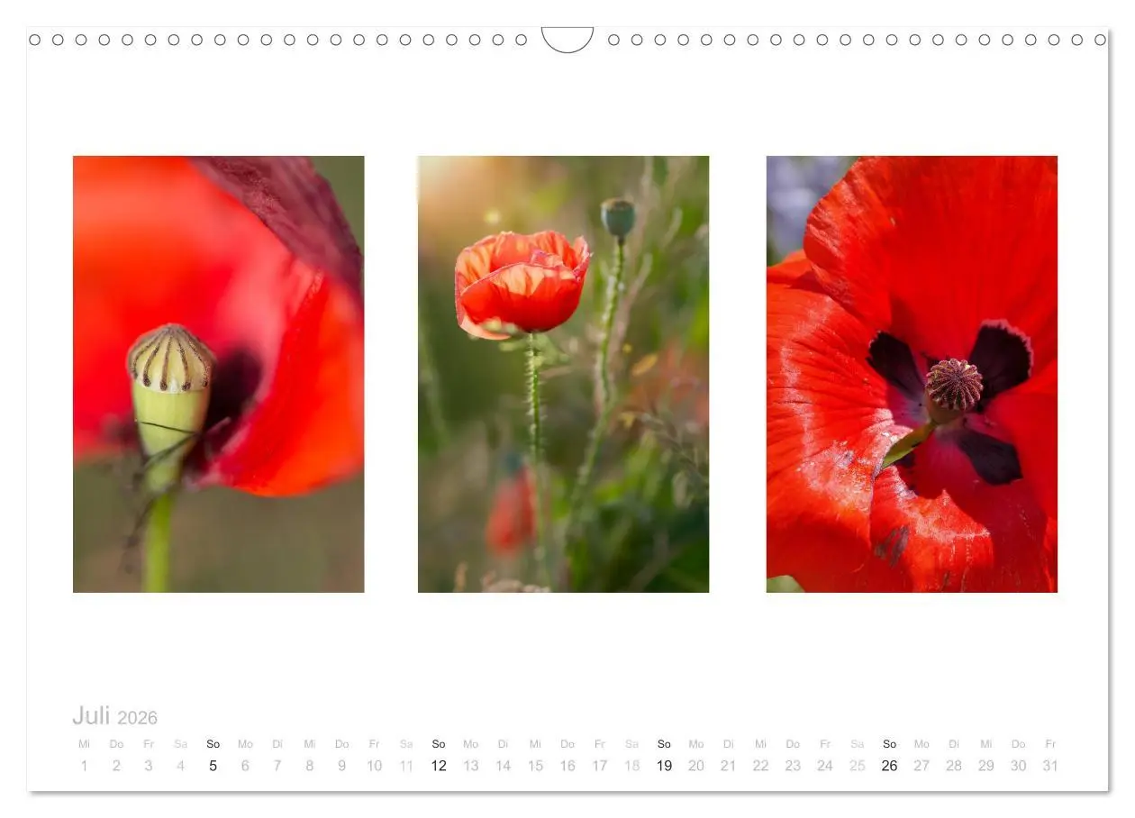 Bild: 9783516102901 | Blumen Trilogien (Wandkalender 2026 DIN A3 quer), CALVENDO...