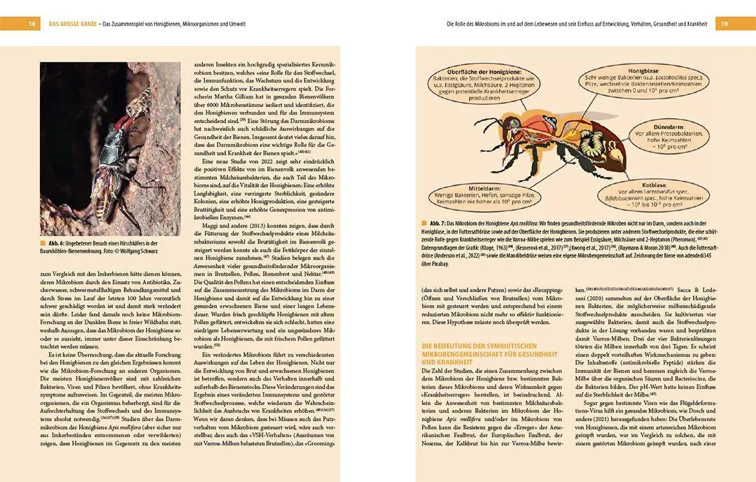 Bild: 9783258083001 | Bienenbau und Bienenbeute | Roland Sachs (u. a.) | Buch | 256 S.