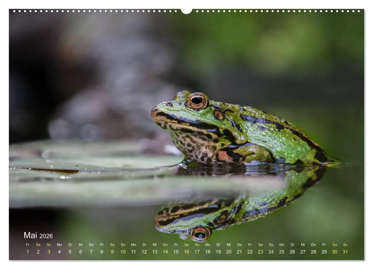 Bild: 9783457903001 | Frösche zum Verlieben (Wandkalender 2026 DIN A2 quer), CALVENDO...
