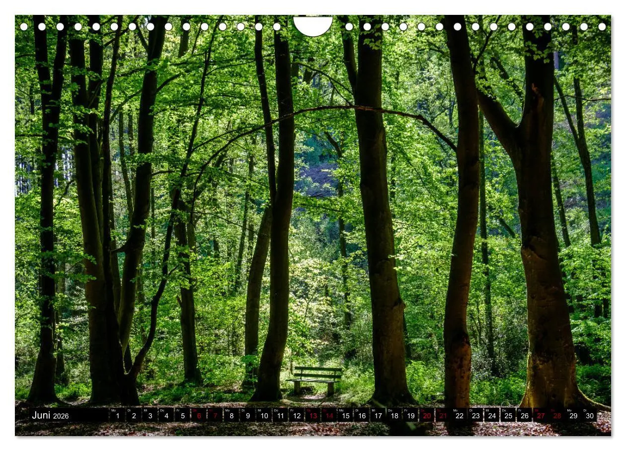 Bild: 9783457823101 | Wege des einfachen Glücks - Spaziergänge im Wald (Wandkalender 2026...