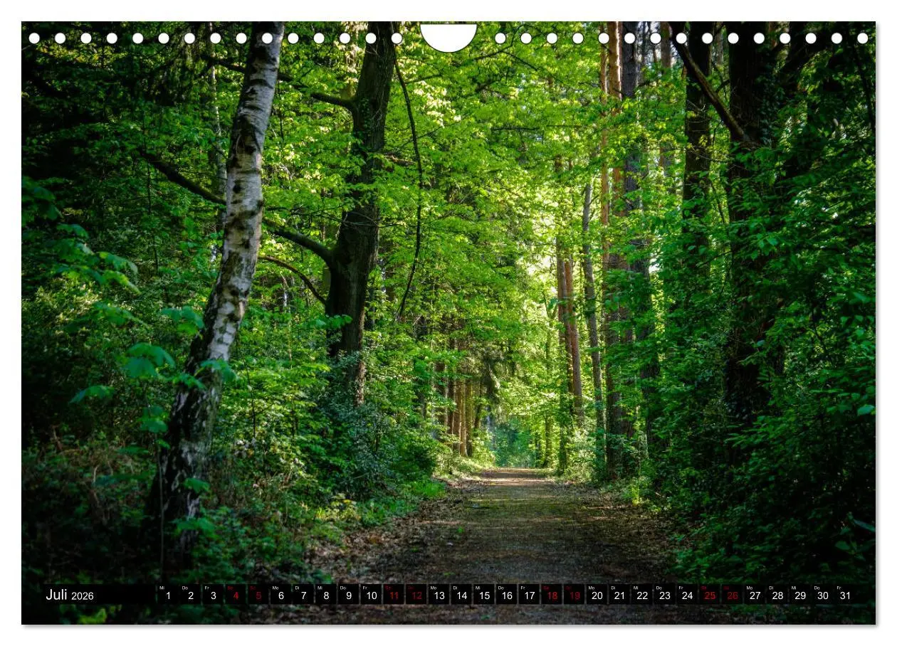Bild: 9783457823101 | Wege des einfachen Glücks - Spaziergänge im Wald (Wandkalender 2026...
