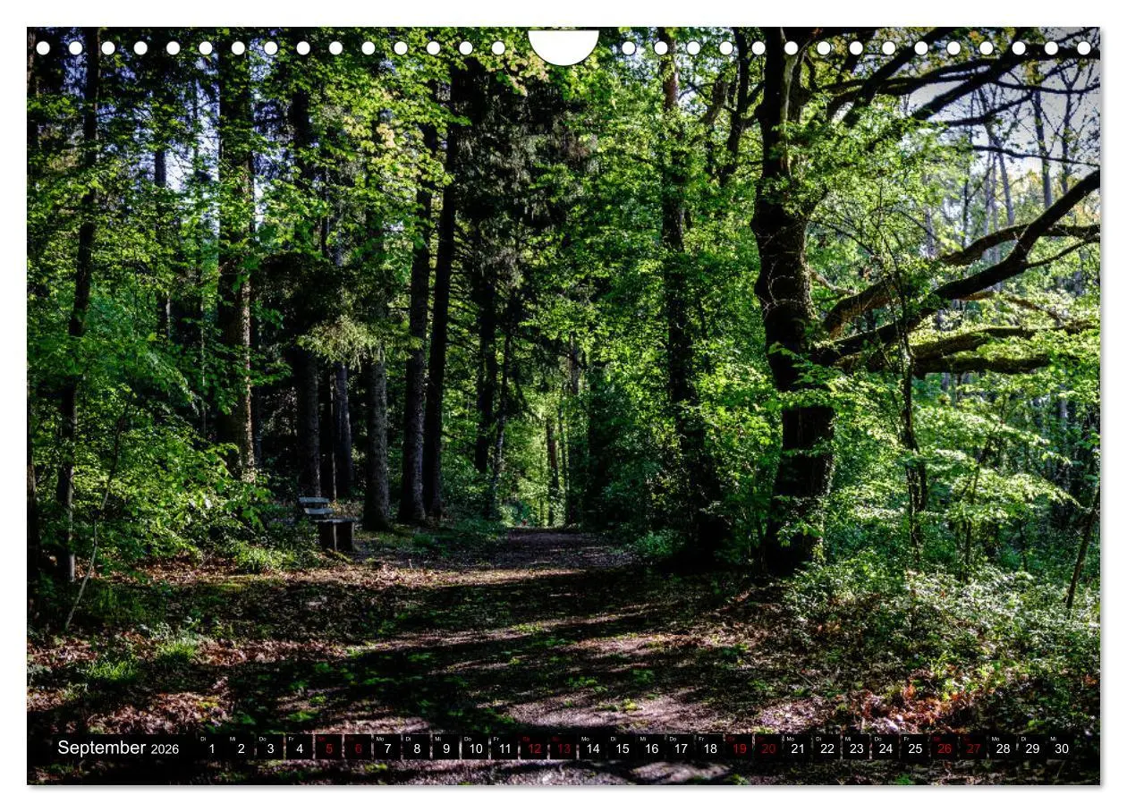 Bild: 9783457823101 | Wege des einfachen Glücks - Spaziergänge im Wald (Wandkalender 2026...