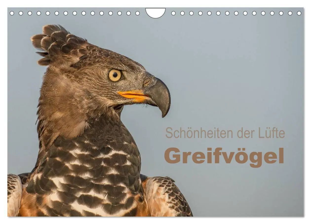 Cover: 9783516083101 | Schönheiten der Lüfte - Greifvögel (Wandkalender 2026 DIN A4 quer),...