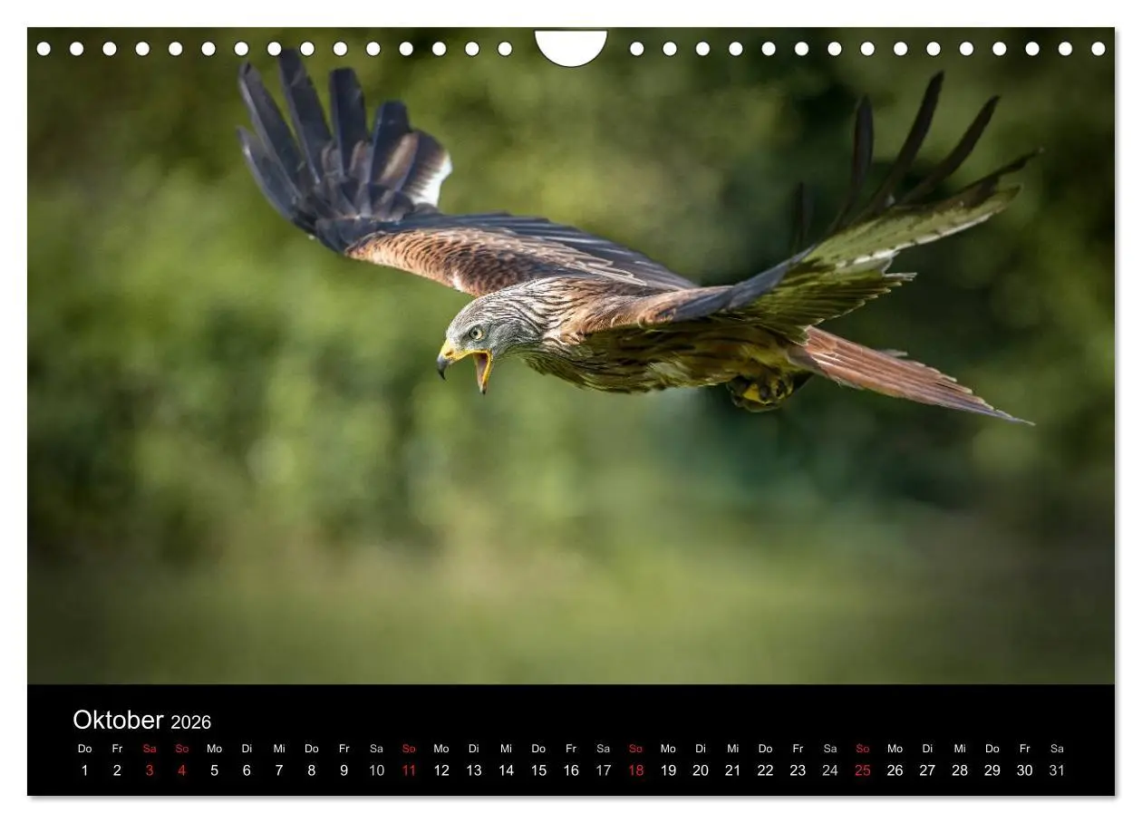 Bild: 9783516083101 | Schönheiten der Lüfte - Greifvögel (Wandkalender 2026 DIN A4 quer),...