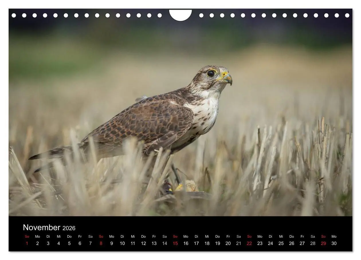 Bild: 9783516083101 | Schönheiten der Lüfte - Greifvögel (Wandkalender 2026 DIN A4 quer),...