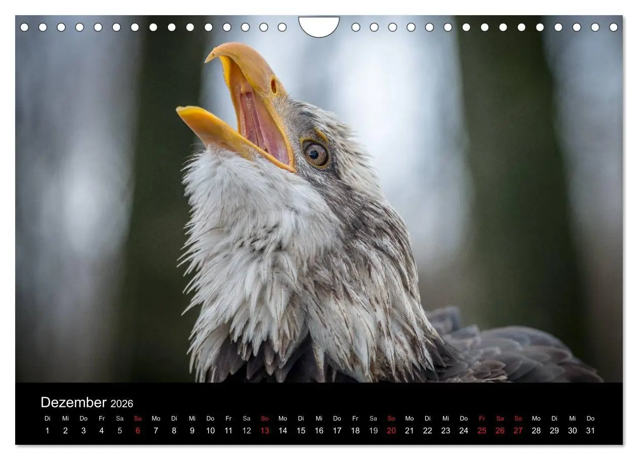 Bild: 9783516083101 | Schönheiten der Lüfte - Greifvögel (Wandkalender 2026 DIN A4 quer),...