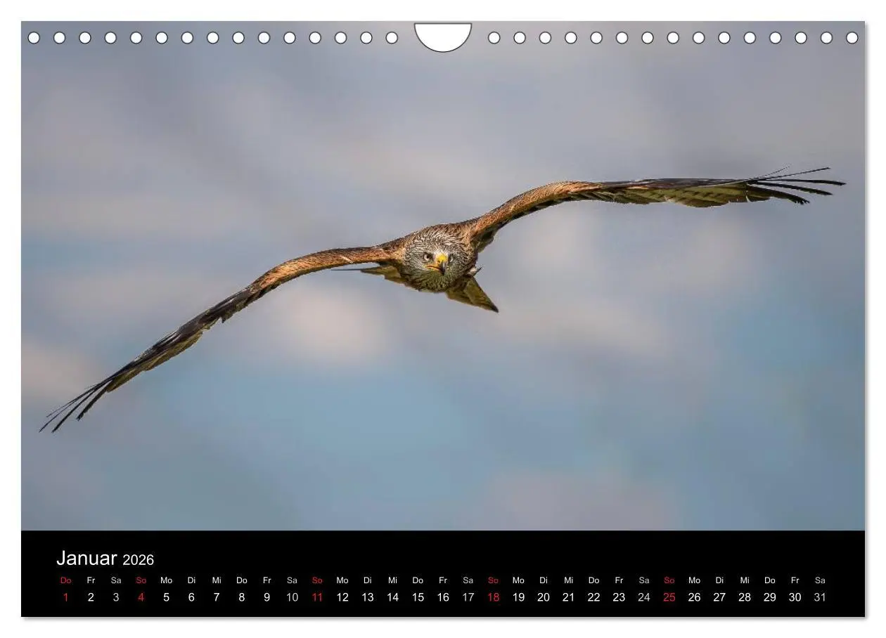 Bild: 9783516083101 | Schönheiten der Lüfte - Greifvögel (Wandkalender 2026 DIN A4 quer),...