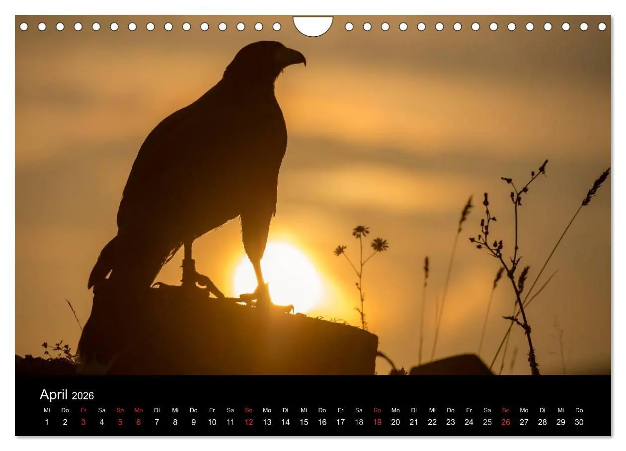Bild: 9783516083101 | Schönheiten der Lüfte - Greifvögel (Wandkalender 2026 DIN A4 quer),...