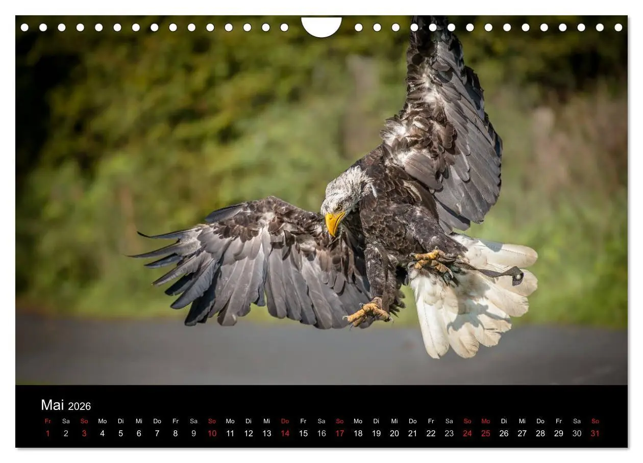 Bild: 9783516083101 | Schönheiten der Lüfte - Greifvögel (Wandkalender 2026 DIN A4 quer),...