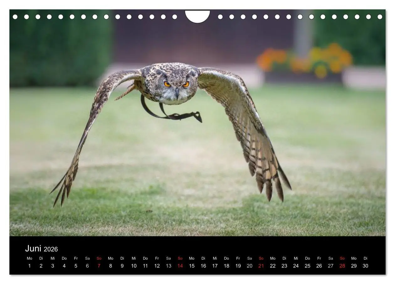 Bild: 9783516083101 | Schönheiten der Lüfte - Greifvögel (Wandkalender 2026 DIN A4 quer),...