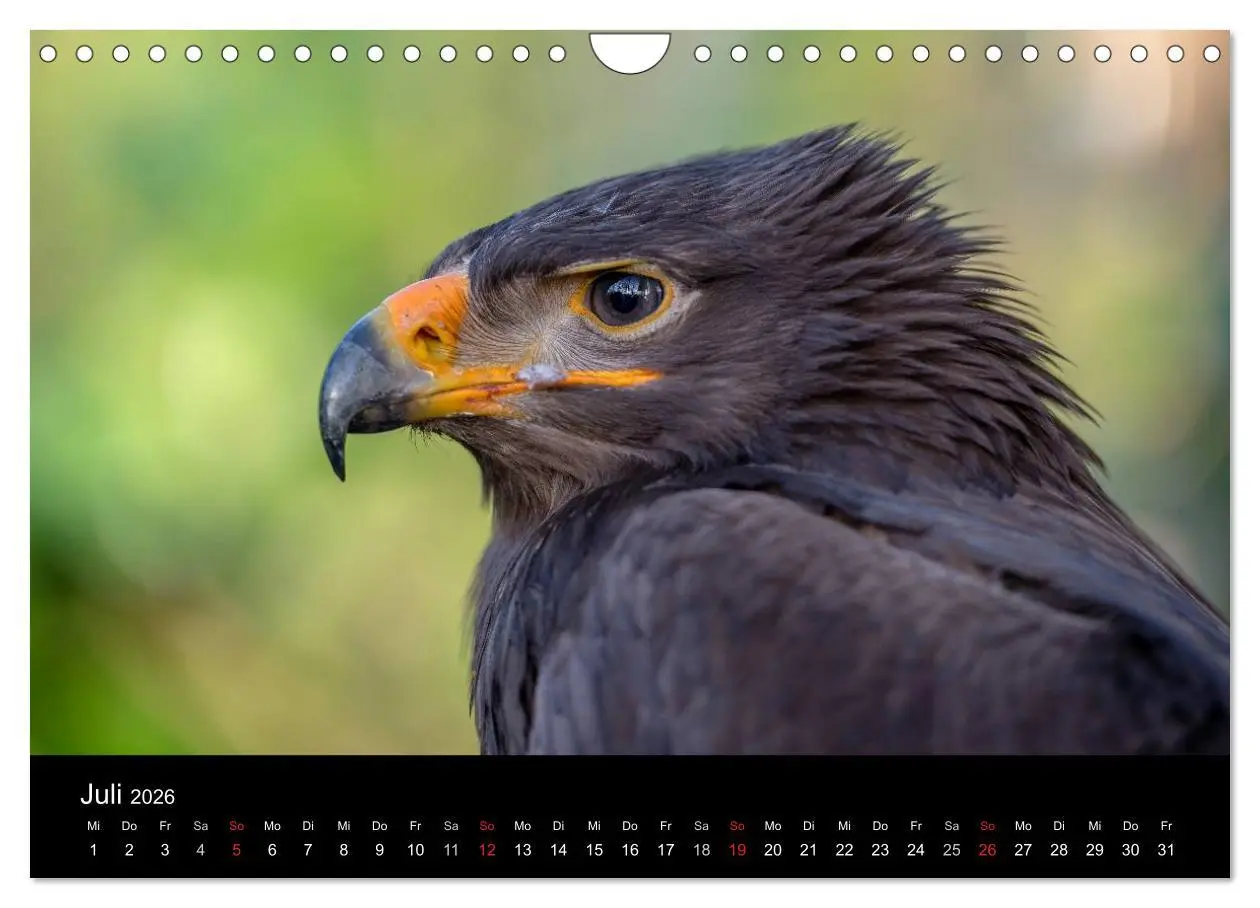 Bild: 9783516083101 | Schönheiten der Lüfte - Greifvögel (Wandkalender 2026 DIN A4 quer),...