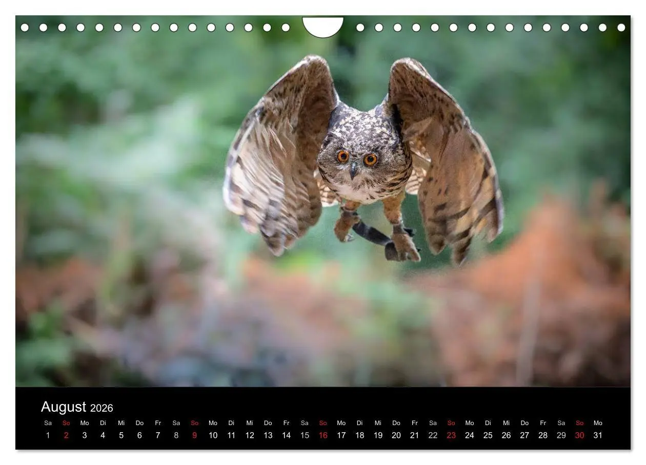Bild: 9783516083101 | Schönheiten der Lüfte - Greifvögel (Wandkalender 2026 DIN A4 quer),...