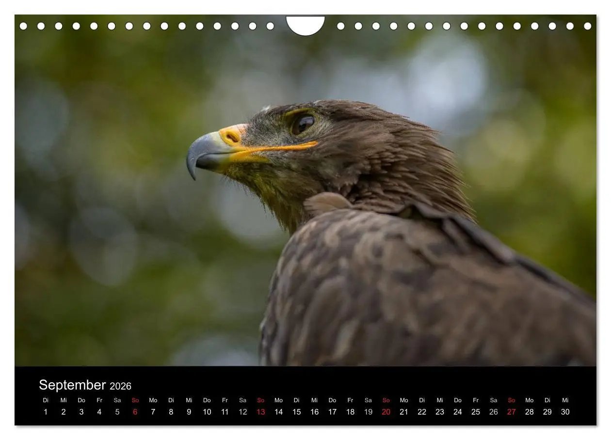Bild: 9783516083101 | Schönheiten der Lüfte - Greifvögel (Wandkalender 2026 DIN A4 quer),...