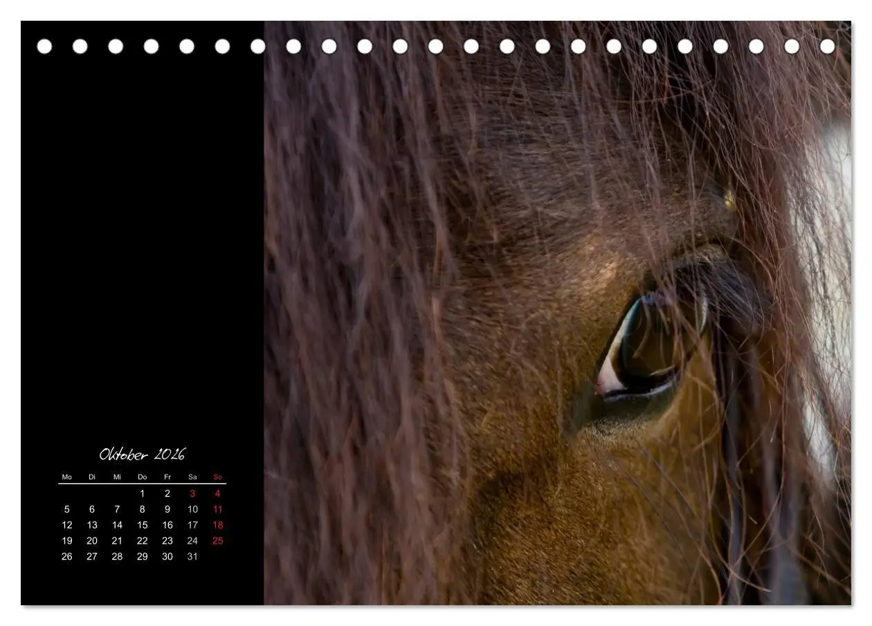 Bild: 9783516223101 | Irish Tinker (Tischkalender 2026 DIN A5 quer), CALVENDO Monatskalender