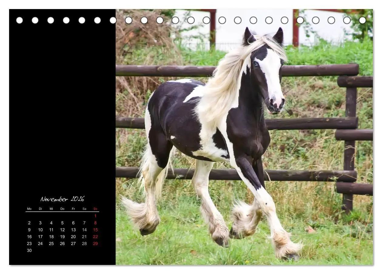 Bild: 9783516223101 | Irish Tinker (Tischkalender 2026 DIN A5 quer), CALVENDO Monatskalender