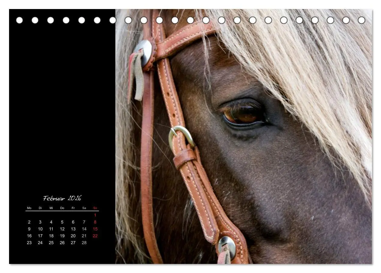 Bild: 9783516223101 | Irish Tinker (Tischkalender 2026 DIN A5 quer), CALVENDO Monatskalender