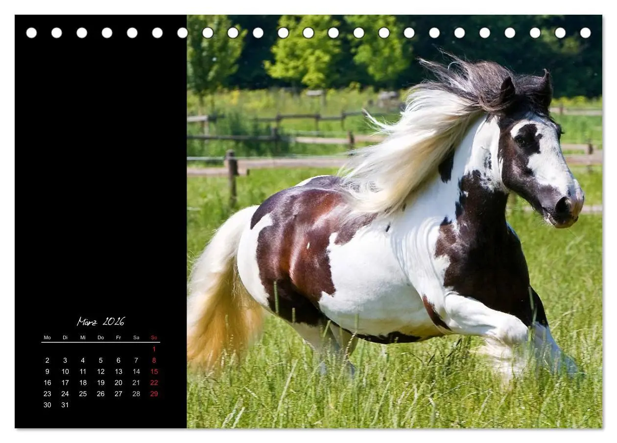 Bild: 9783516223101 | Irish Tinker (Tischkalender 2026 DIN A5 quer), CALVENDO Monatskalender
