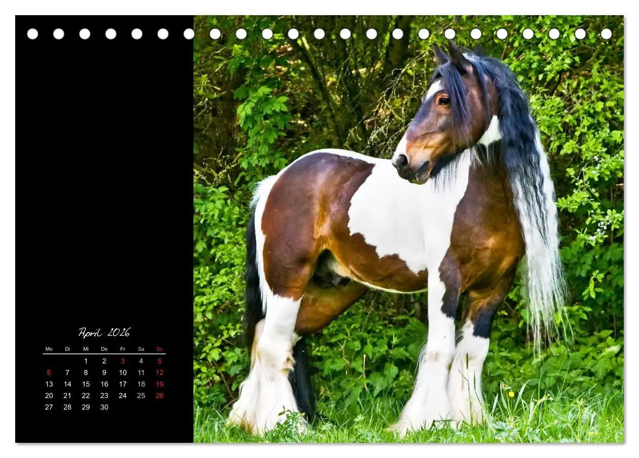 Bild: 9783516223101 | Irish Tinker (Tischkalender 2026 DIN A5 quer), CALVENDO Monatskalender