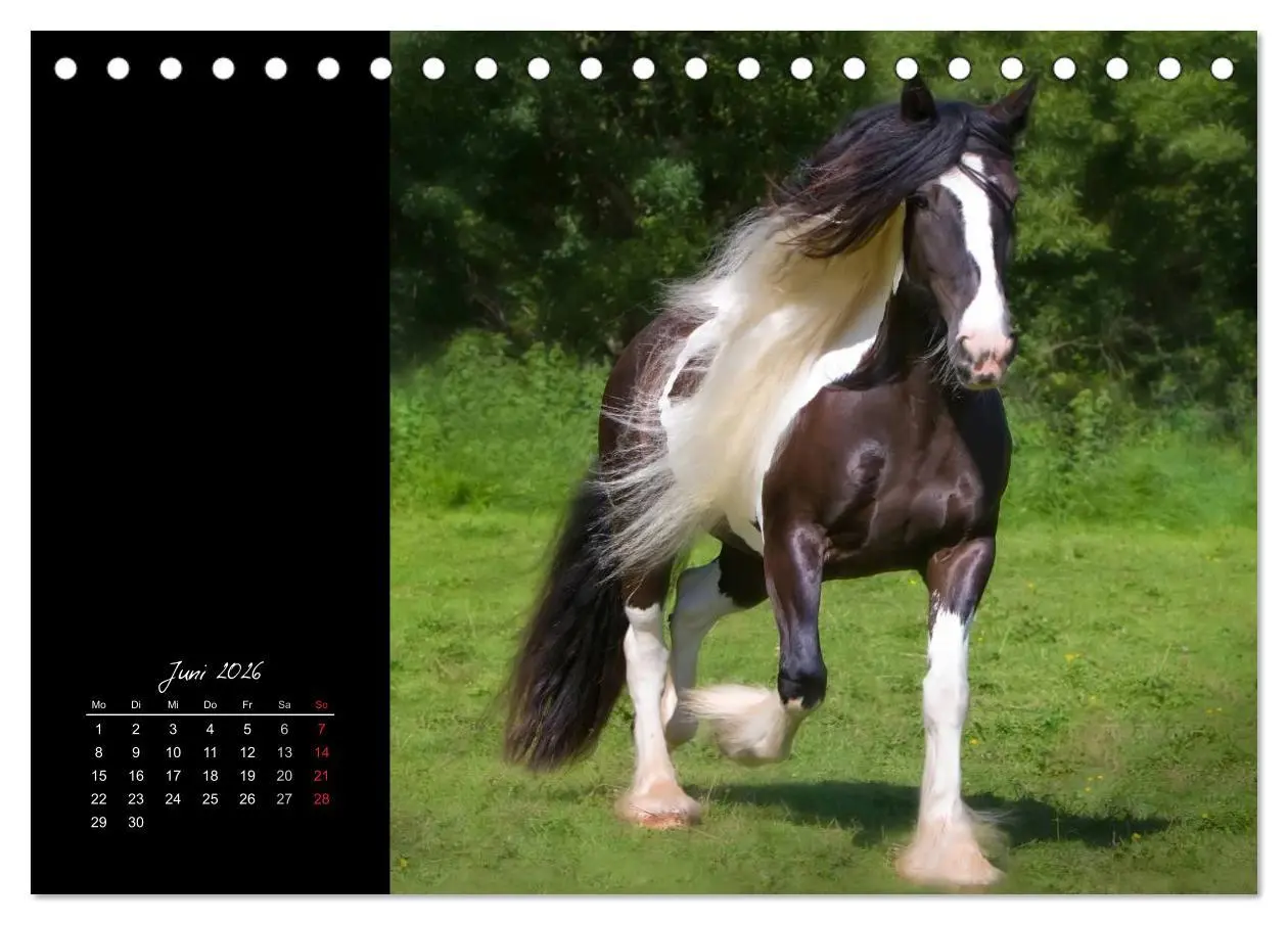 Bild: 9783516223101 | Irish Tinker (Tischkalender 2026 DIN A5 quer), CALVENDO Monatskalender