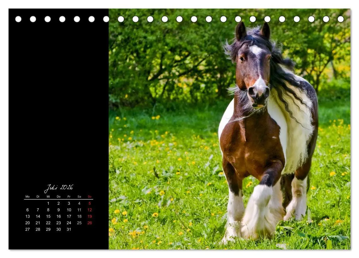 Bild: 9783516223101 | Irish Tinker (Tischkalender 2026 DIN A5 quer), CALVENDO Monatskalender