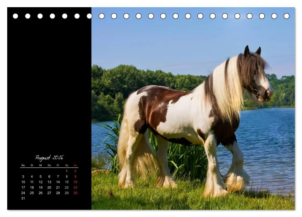 Bild: 9783516223101 | Irish Tinker (Tischkalender 2026 DIN A5 quer), CALVENDO Monatskalender