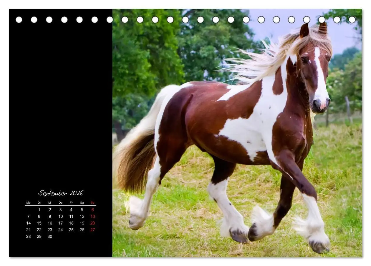 Bild: 9783516223101 | Irish Tinker (Tischkalender 2026 DIN A5 quer), CALVENDO Monatskalender