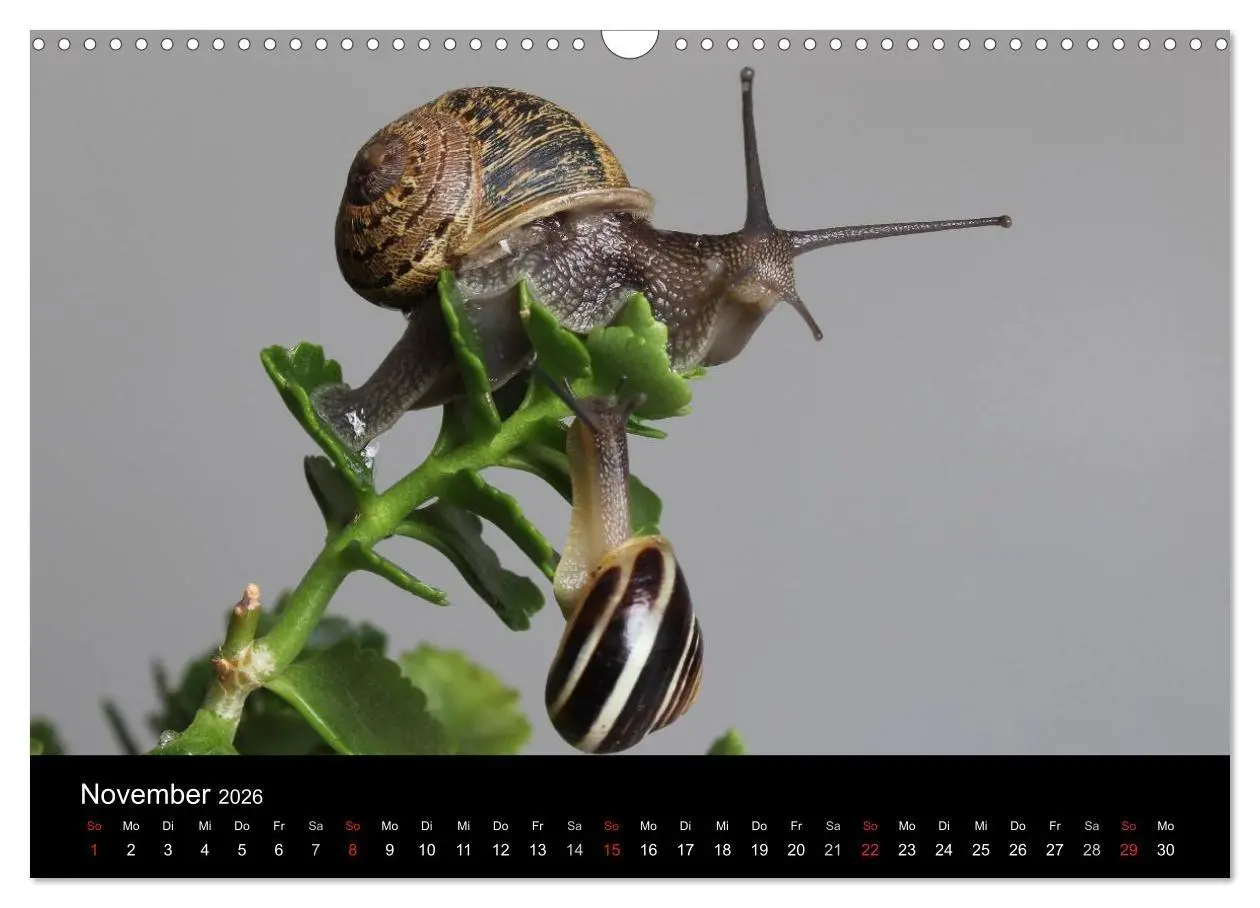 Bild: 9783516133301 | Lautlose Begleiter - Schnecken (Wandkalender 2026 DIN A3 quer),...