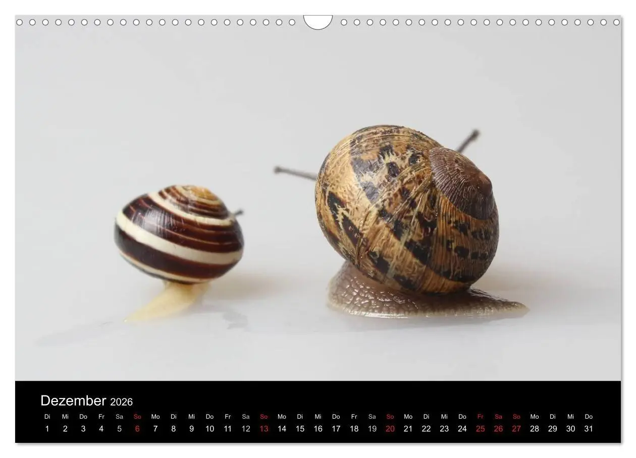 Bild: 9783516133301 | Lautlose Begleiter - Schnecken (Wandkalender 2026 DIN A3 quer),...