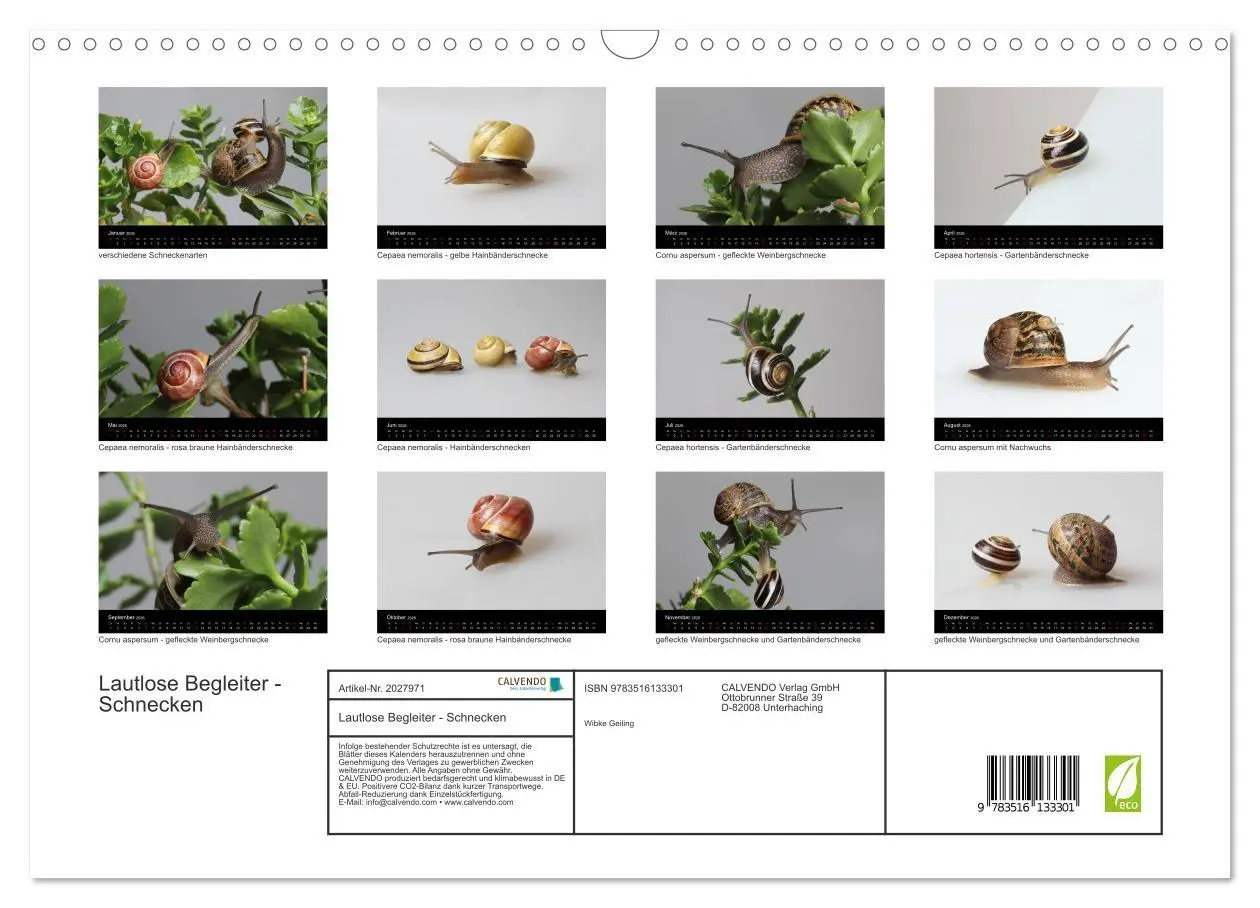 Bild: 9783516133301 | Lautlose Begleiter - Schnecken (Wandkalender 2026 DIN A3 quer),...