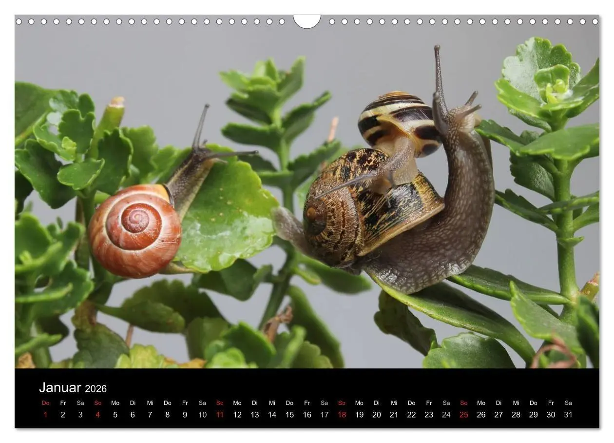 Bild: 9783516133301 | Lautlose Begleiter - Schnecken (Wandkalender 2026 DIN A3 quer),...