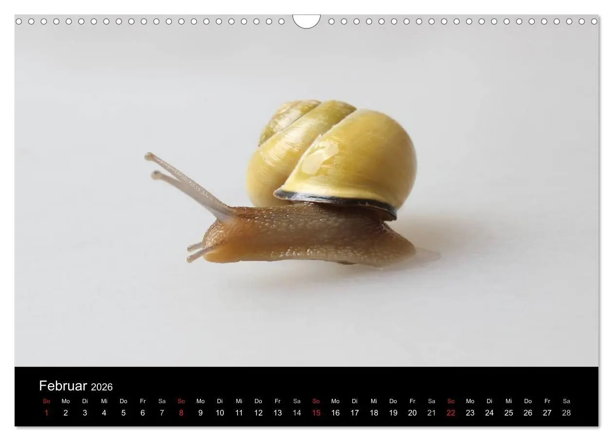 Bild: 9783516133301 | Lautlose Begleiter - Schnecken (Wandkalender 2026 DIN A3 quer),...