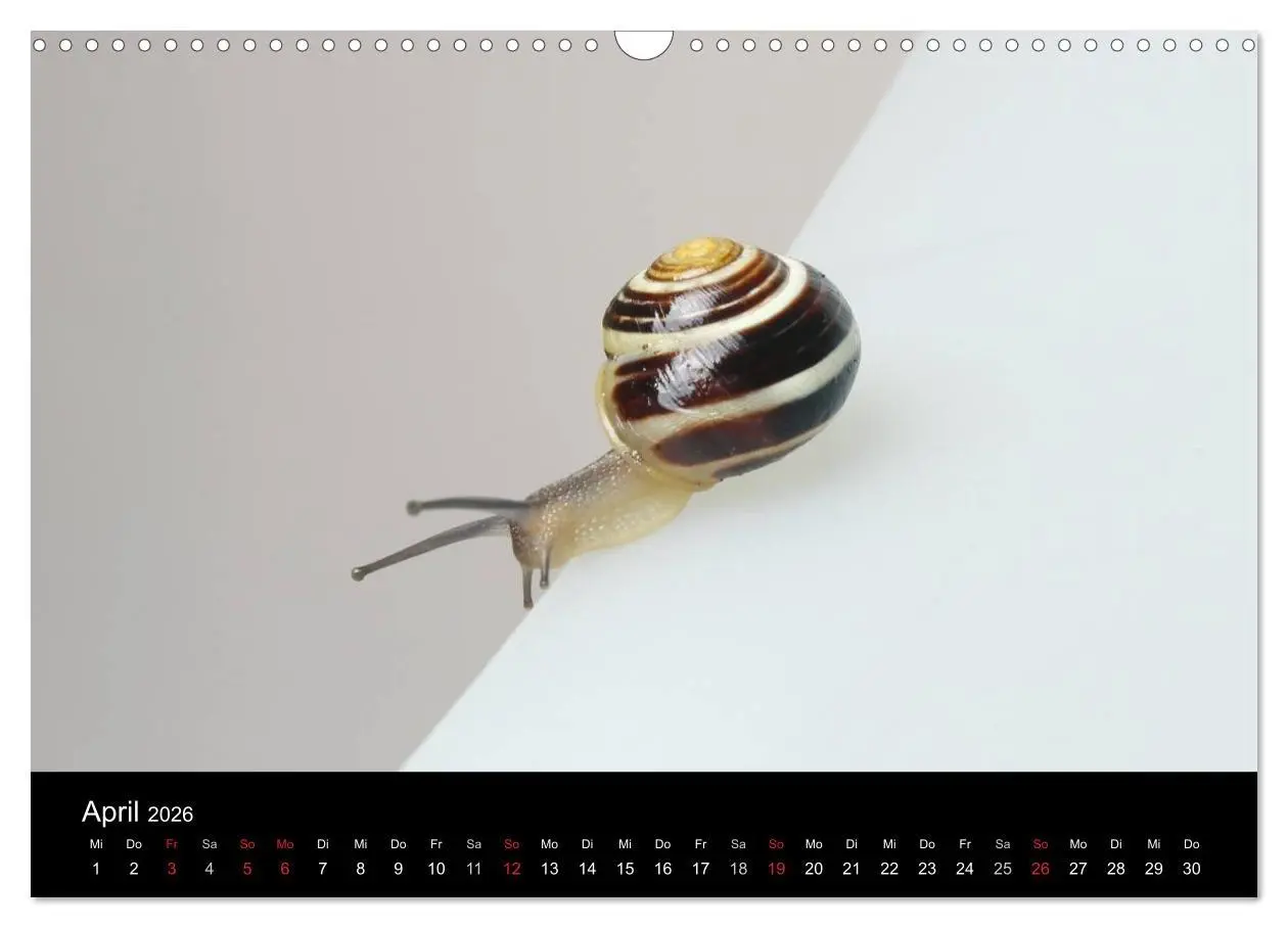 Bild: 9783516133301 | Lautlose Begleiter - Schnecken (Wandkalender 2026 DIN A3 quer),...