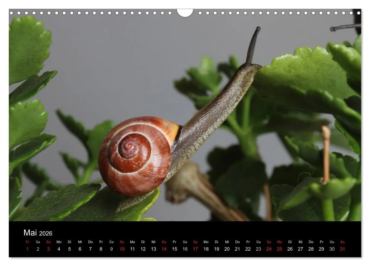 Bild: 9783516133301 | Lautlose Begleiter - Schnecken (Wandkalender 2026 DIN A3 quer),...