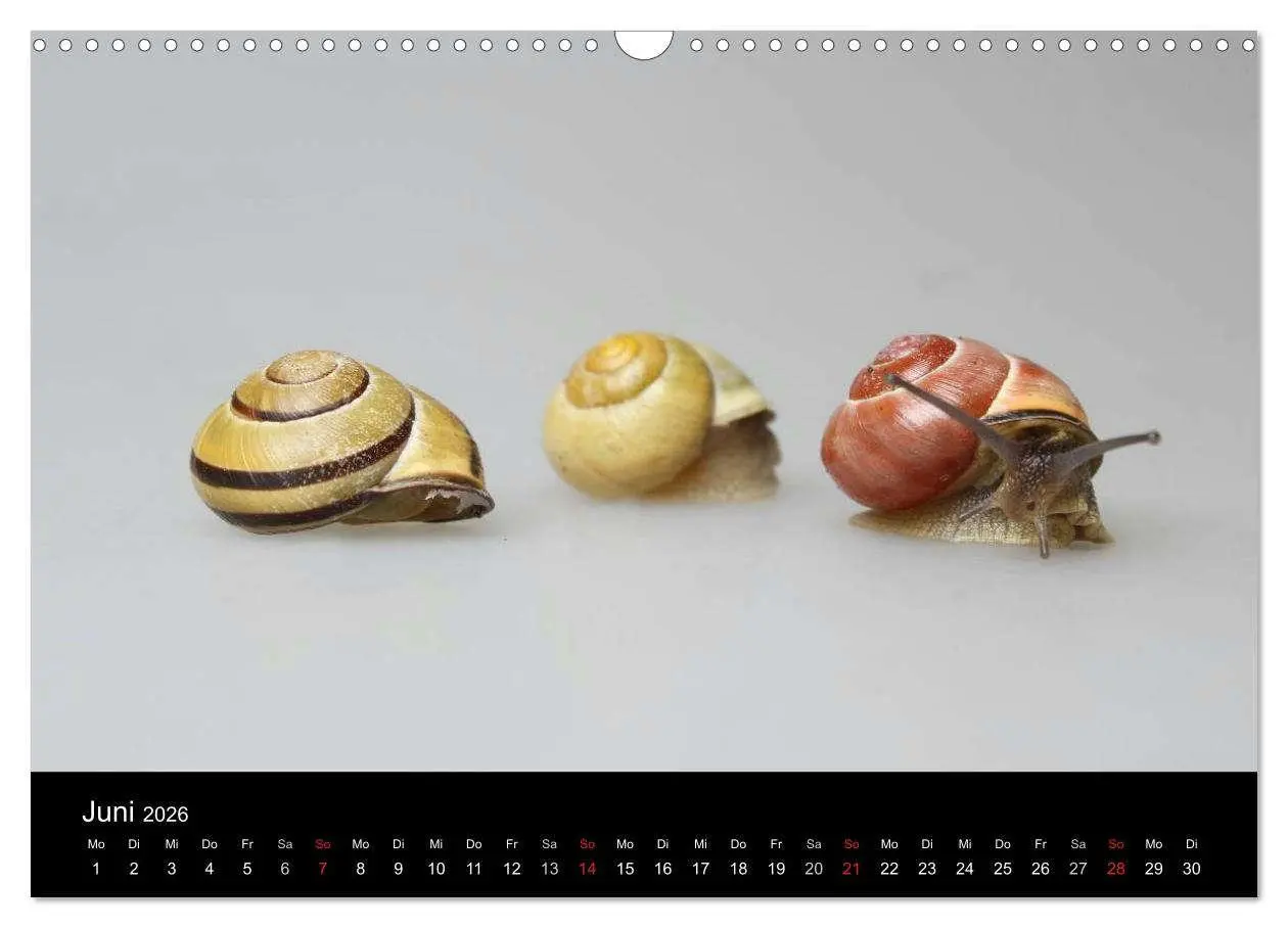Bild: 9783516133301 | Lautlose Begleiter - Schnecken (Wandkalender 2026 DIN A3 quer),...