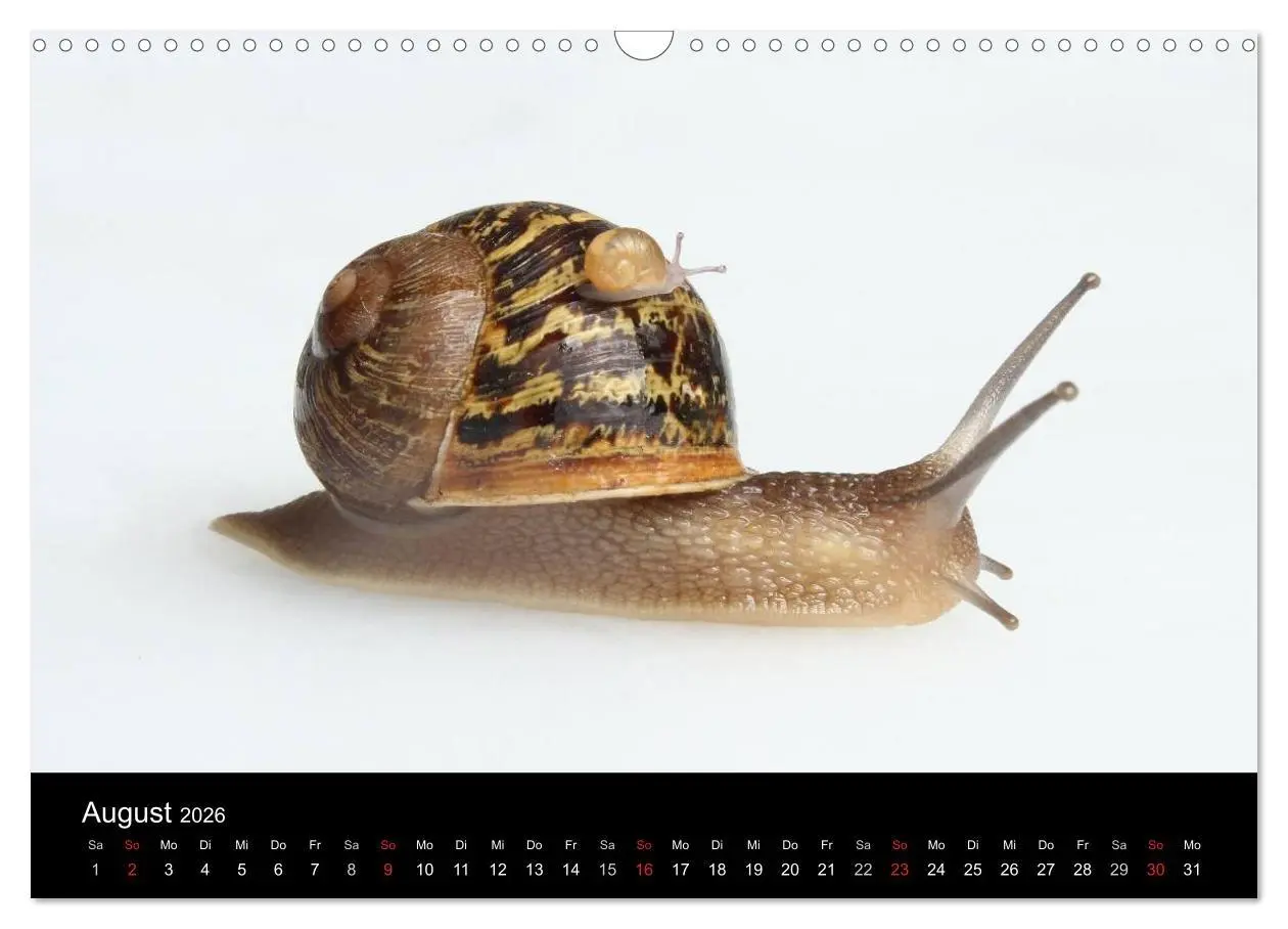 Bild: 9783516133301 | Lautlose Begleiter - Schnecken (Wandkalender 2026 DIN A3 quer),...