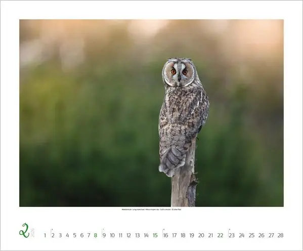 Bild: 9783731883401 | WaldLife 2026 | Verlag Korsch | Kalender | 14 S. | Deutsch | 2026