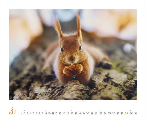 Bild: 9783731883401 | WaldLife 2026 | Verlag Korsch | Kalender | 14 S. | Deutsch | 2026