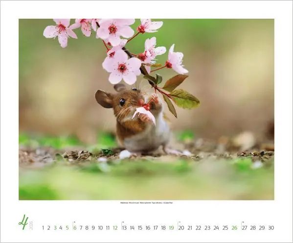 Bild: 9783731883401 | WaldLife 2026 | Verlag Korsch | Kalender | 14 S. | Deutsch | 2026